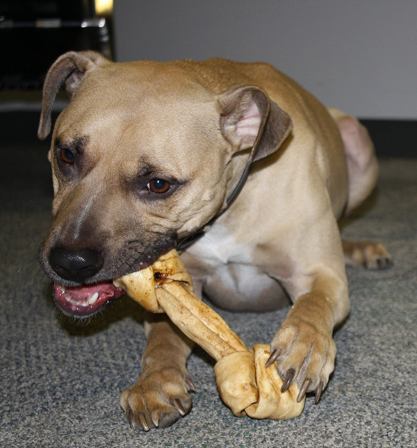 Raw Hide Chews dog treats Pack of 3 Prime Rib Flavored rawhide bones Healthy Beefhide Rawhide Dog Bones 